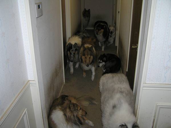 Hall of Dogs