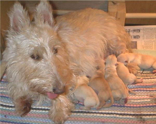 Darby and her pups